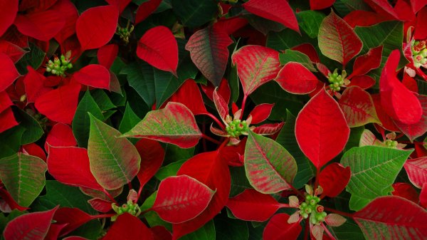 PoinsettiaDay ROW0580222354 UHD