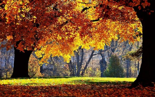 Осень золотая