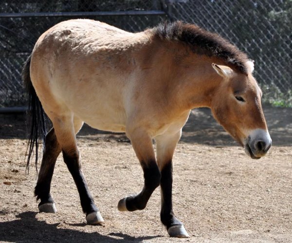 Лошадь Монгольская