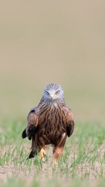 korshun-zhivaya priroda-ptica-kanyuk-polet-360x640-1