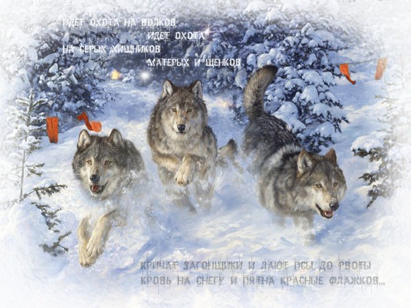 Охота на волков