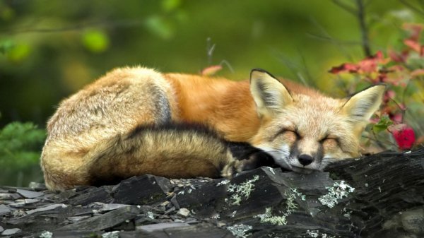 nature-animal-1600x900