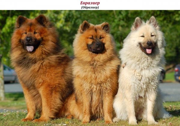 Евразиер (Ойразиер)