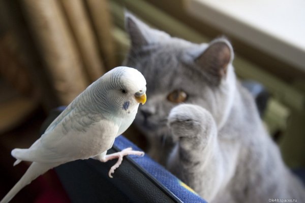 Котэ обои ПК