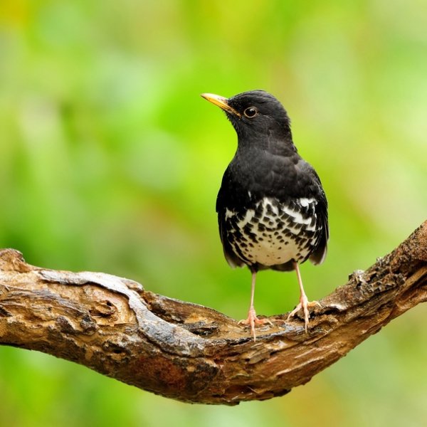 Белобрюхий дрозд Turdus cardis