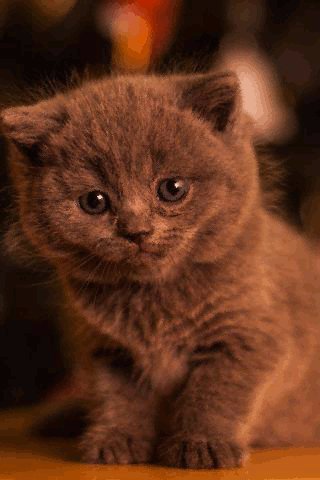 file_73976714