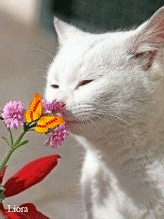 file_79214363