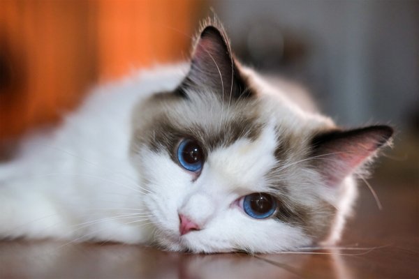 Upload-ct0-pic4 zoom-1500x1500-70787