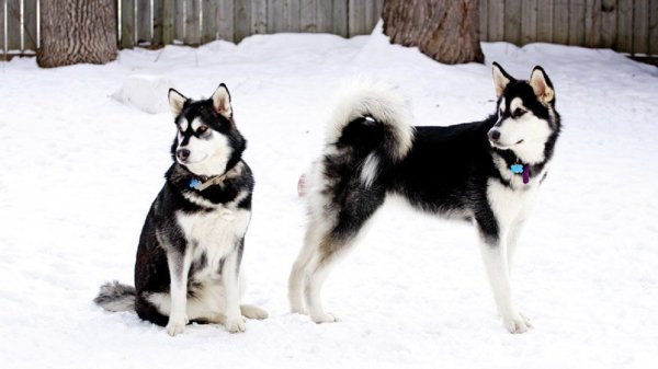 Аляскинский маламут (4)