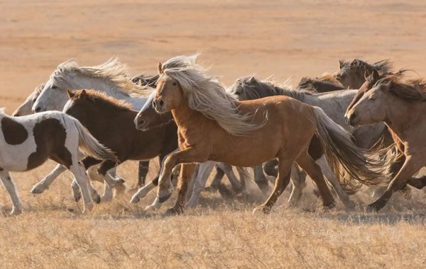 Лошадь Монгольская