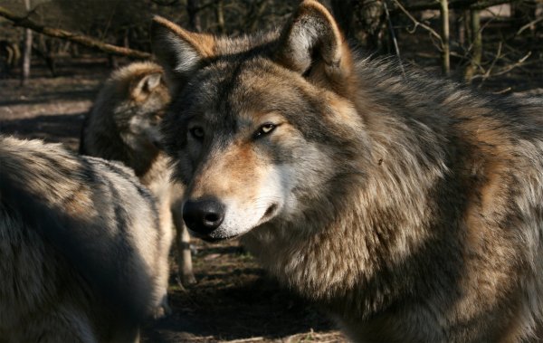 Wolves (9)