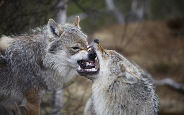 Wolves (24)
