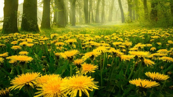 Обои рассвет лес цветы одуванчики