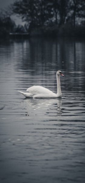 file_94638828