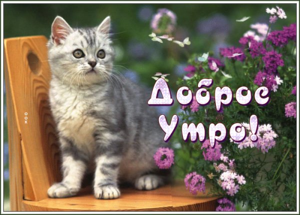 доброе утро 100994