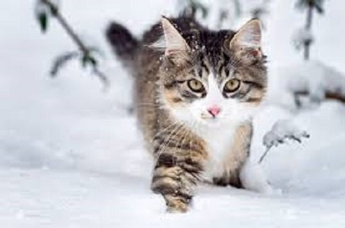 Кот и снег..