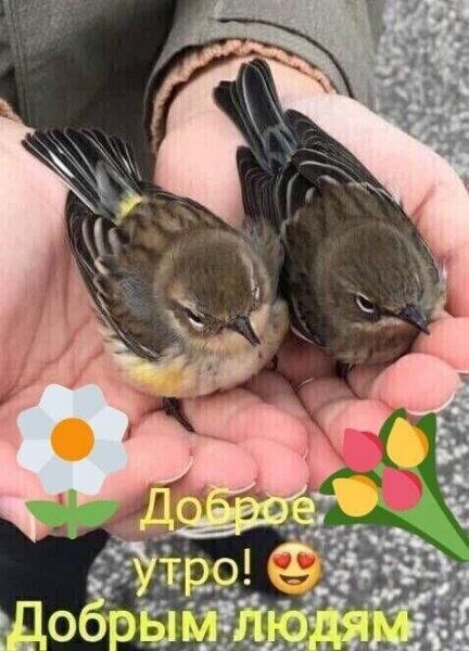 Доброе утро