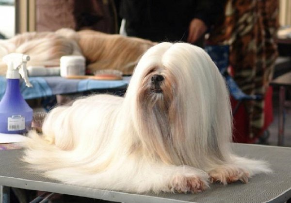 Лхасский апсо (3)