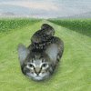 Котозмей