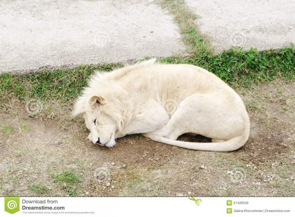 3.3.белый-лев-