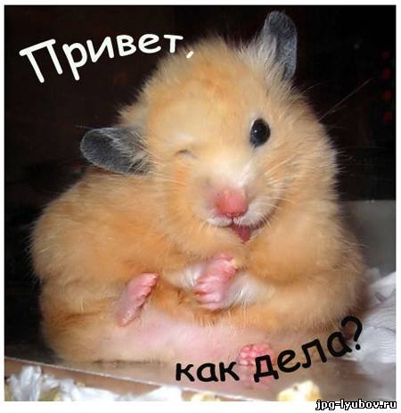 Привет
