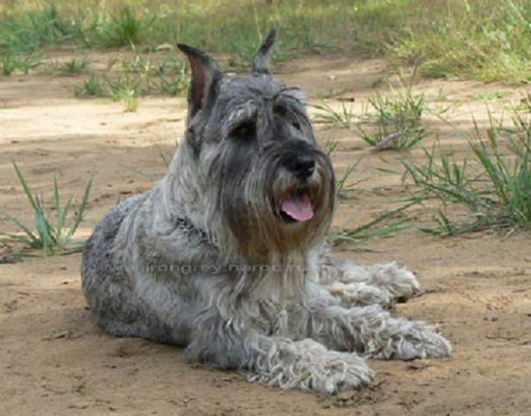 Миттельшнауцер (3)