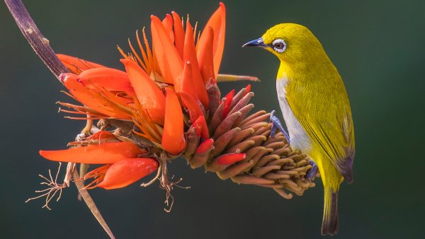 Lock2024-b49 wl indianwhiteeye gettyimages 1920x1080
