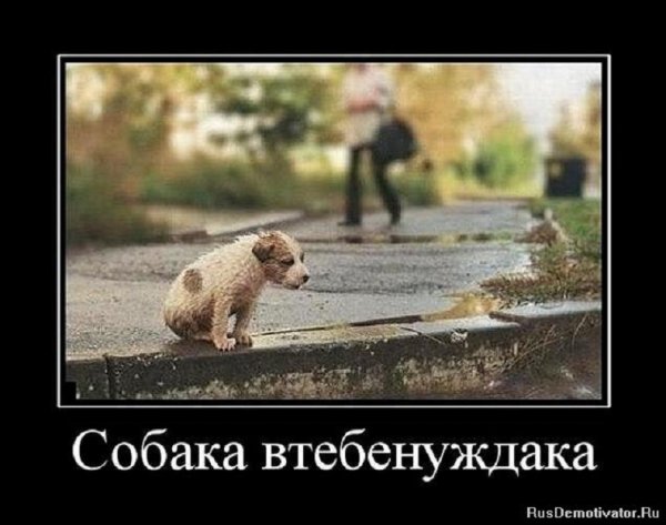 Собака втебенуждака