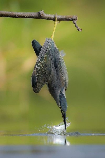 Кваква зелёная