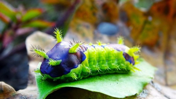 Гусеница бабочки слизневидки