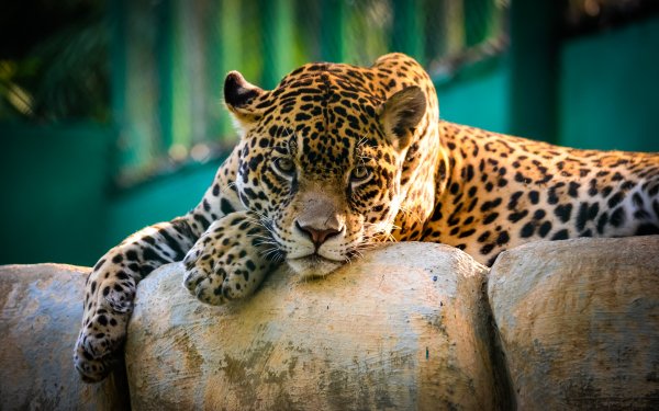 jaguar