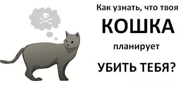 Как узнать, что твоя кошка хочет тебя убить
