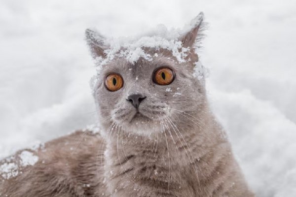 Зимние коты (13)