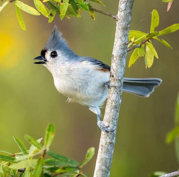 Острохохлая синица Tufted titmouse