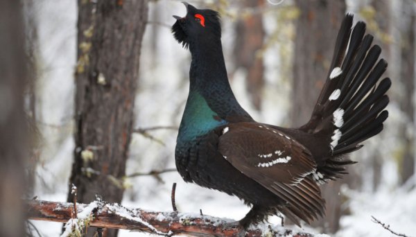 Каменный глухарь