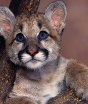 file_54839963