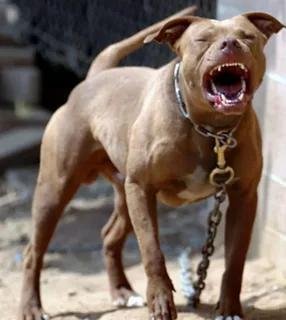 ЗВУК злой собаки