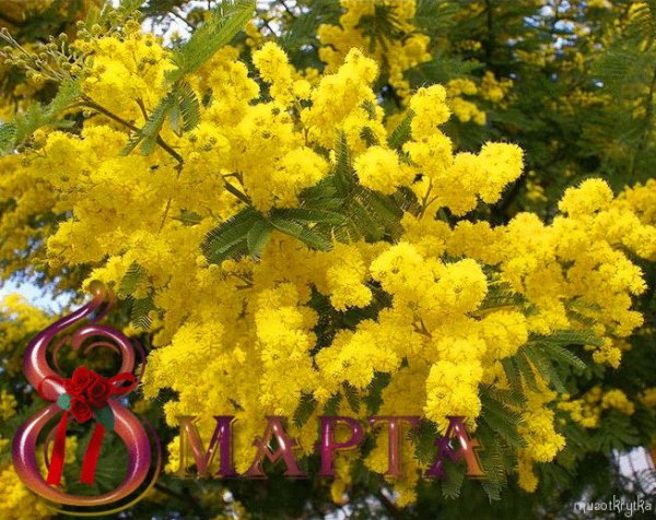 Мимоза 8