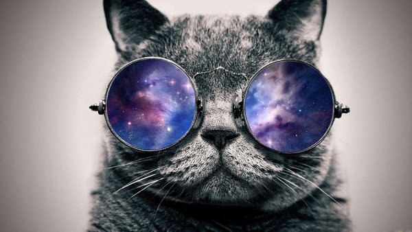 Free-cool-cat-wallpaper-tumblr