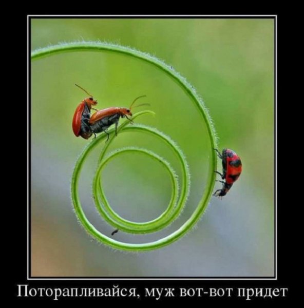 Потарапливайся, муж вот-вот придет