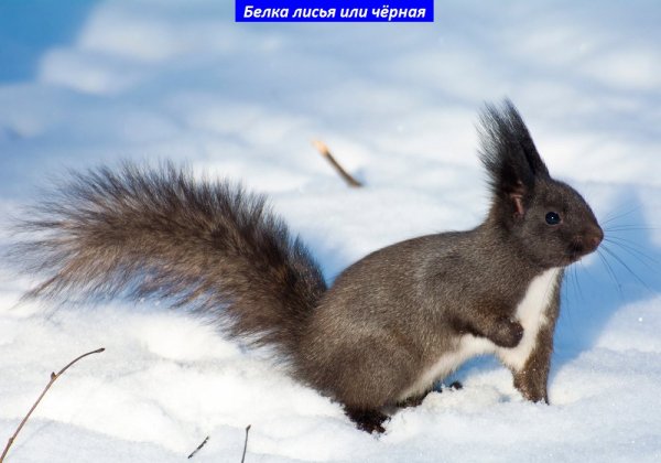 Белка лисья или чёрная