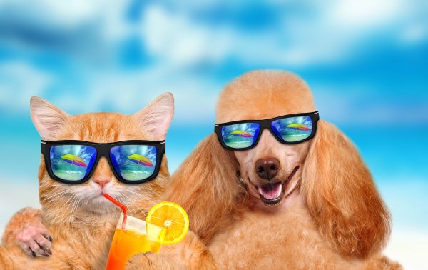Cats Dogs Juice Two Poodle Glasses Funny