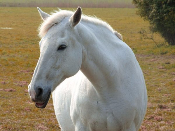 Domashnyaya-loshad-11