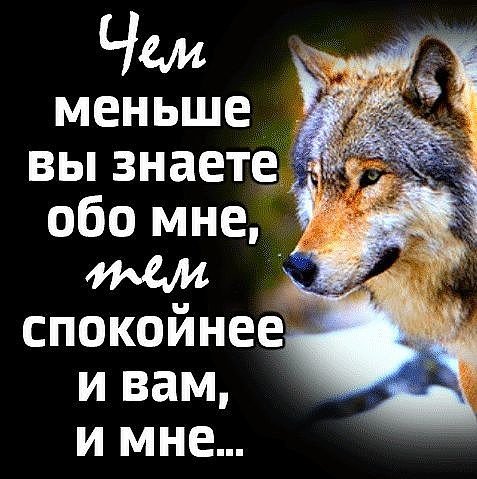 Волк