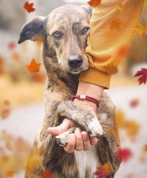 EXGYJKOKHTDDRVHGFLQA