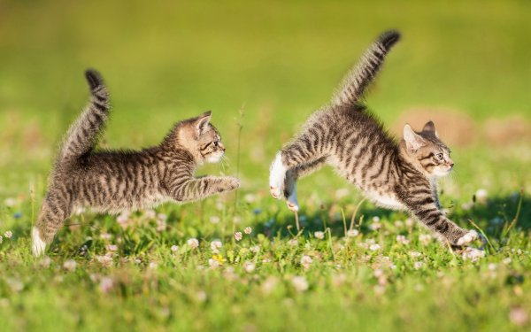 Котэ обои ПК