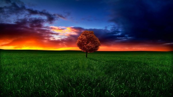 99px ru wallpaper 197976 odinokoe derevo na ze