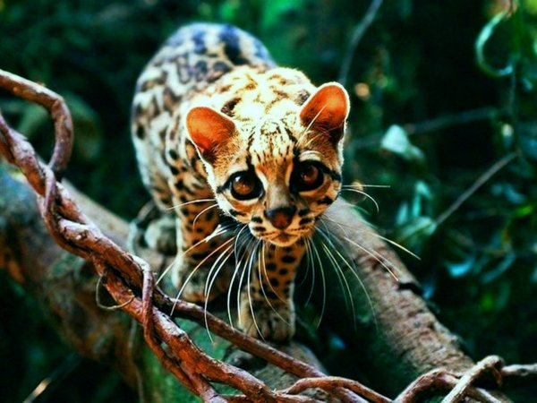 Ланцелот (1)