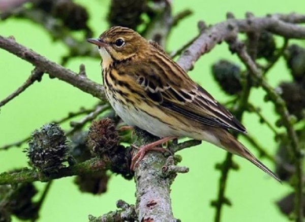 Лесной конёк (4)