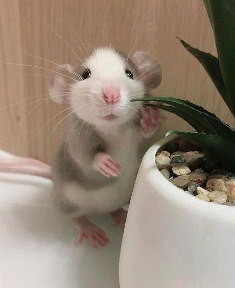 eefdaf6fa1fed6117ed926deaa1d2